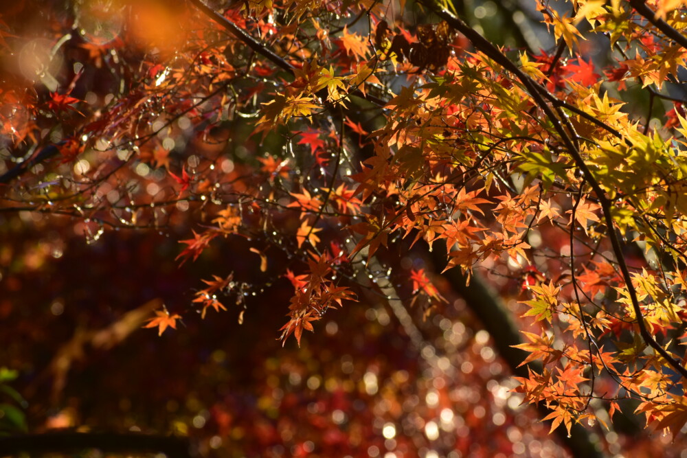 桑田神社の紅葉　2021年11月27日　撮影：MKタクシー