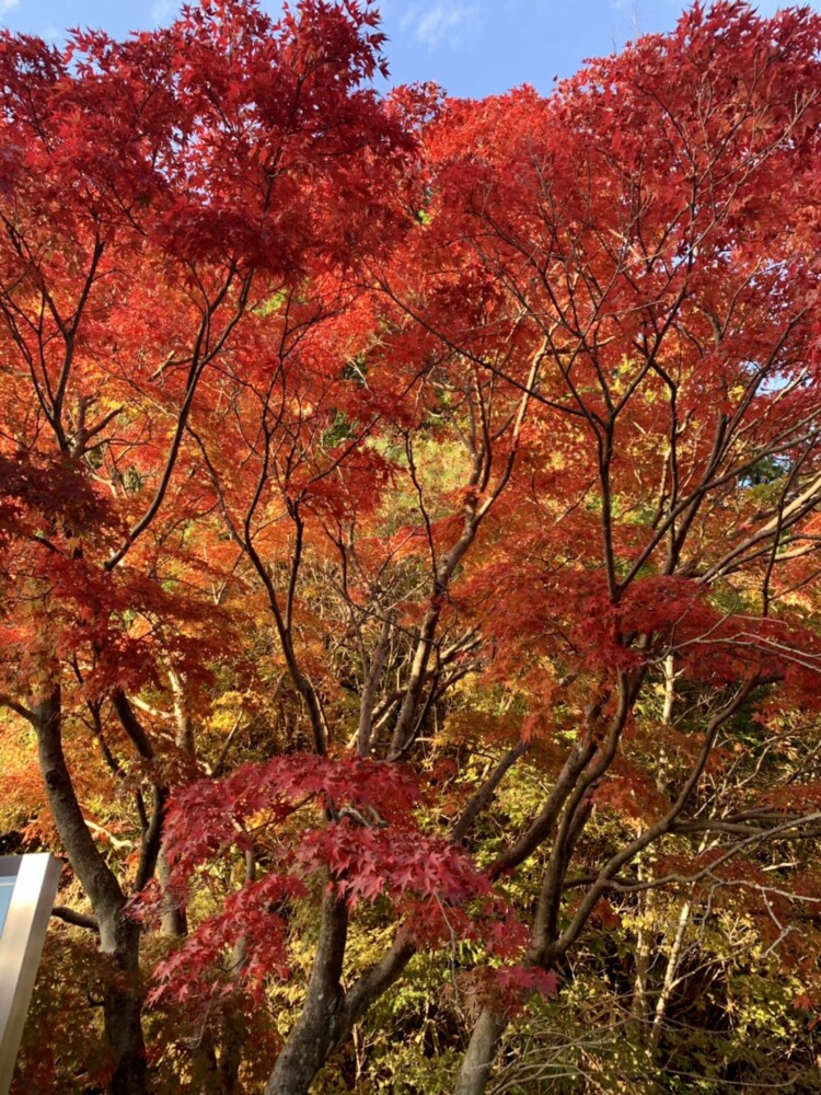 比叡山延暦寺の紅葉　見頃近し　2020年11月6日　撮影：MKタクシー
