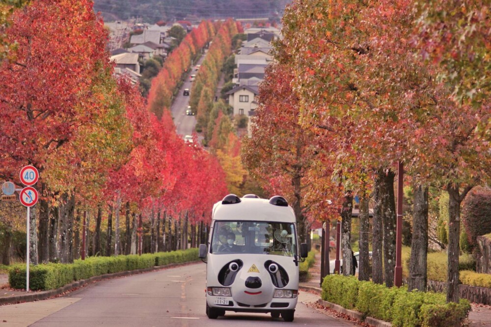 桂坂ニュータウンのモミジバフウの紅葉　見頃　2022年10月28日　撮影：MKタクシー