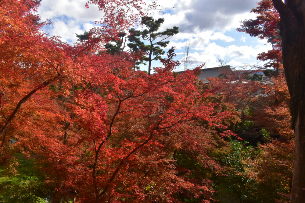 亀山城の紅葉　2021年11月27日　撮影：MKタクシー