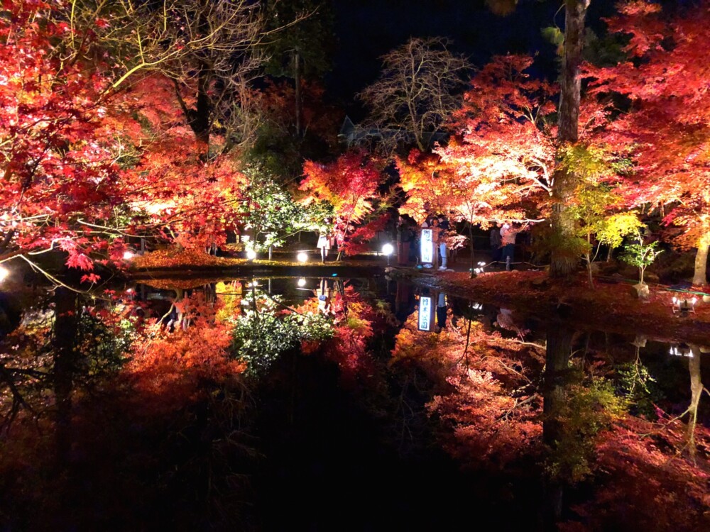 曽木公園（岐阜県）の紅葉ライトアップ　2017年11月19日　撮影：MKタクシー