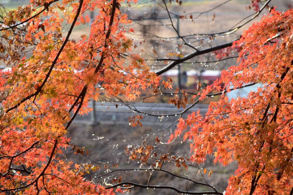 桑田神社の紅葉と嵯峨野トロッコ列車　2021年11月27日　撮影：MKタクシー