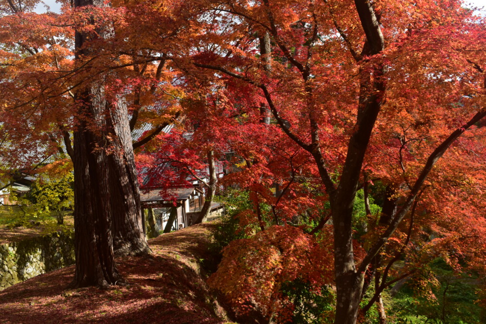 亀山城の紅葉　2021年11月27日　撮影：MKタクシー