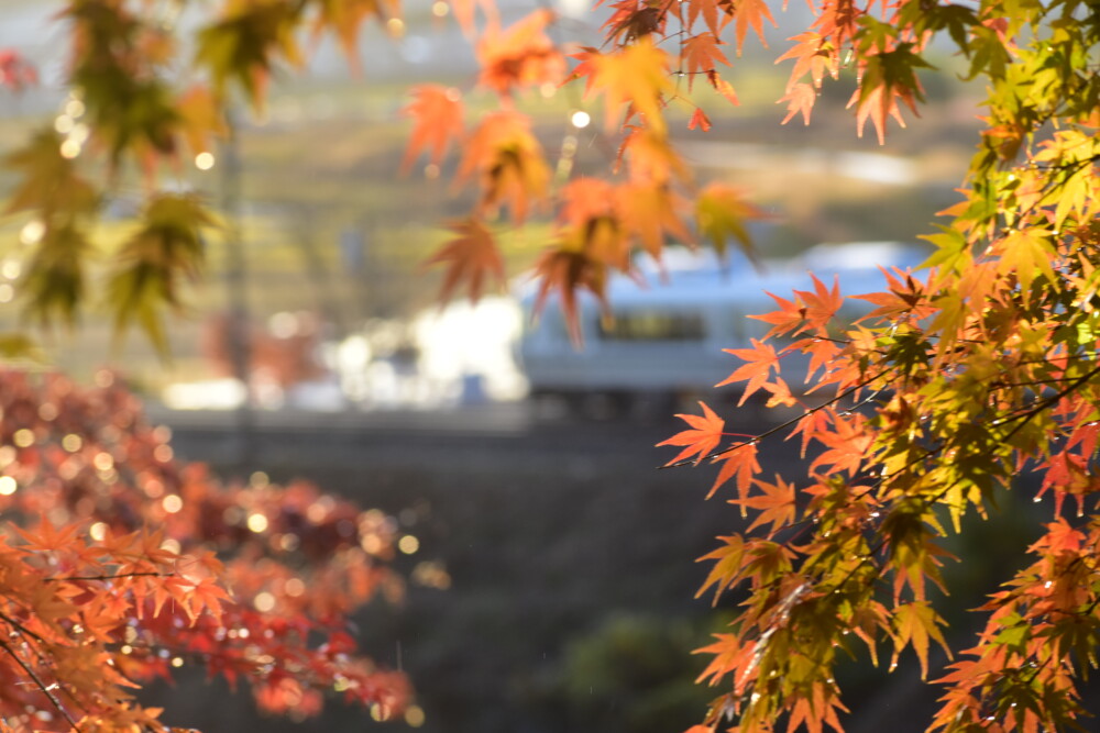 桑田神社の紅葉と221系　2021年11月27日　撮影：MKタクシー