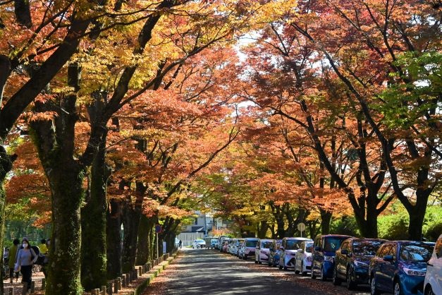 京都府立植物園のケヤキ並木の紅葉　見頃　2022年11月3日　撮影：MKタクシー