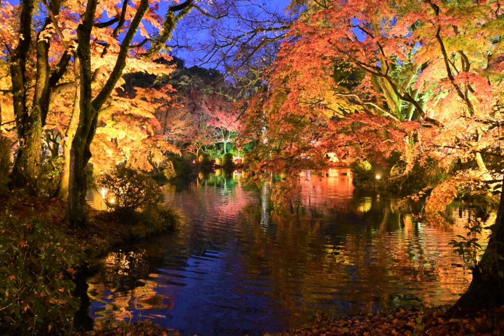 京都府立植物園の紅葉ライトアップ　2022年11月23日　撮影：MKタクシー