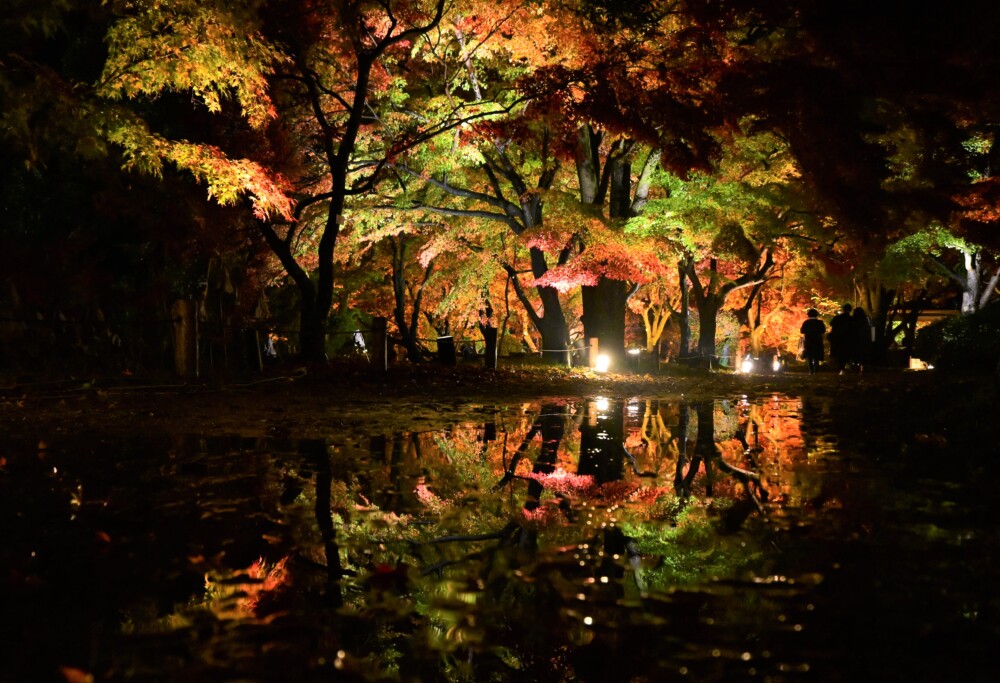 京都府立植物園の紅葉ライトアップ　2022年11月23日　撮影：MKタクシー