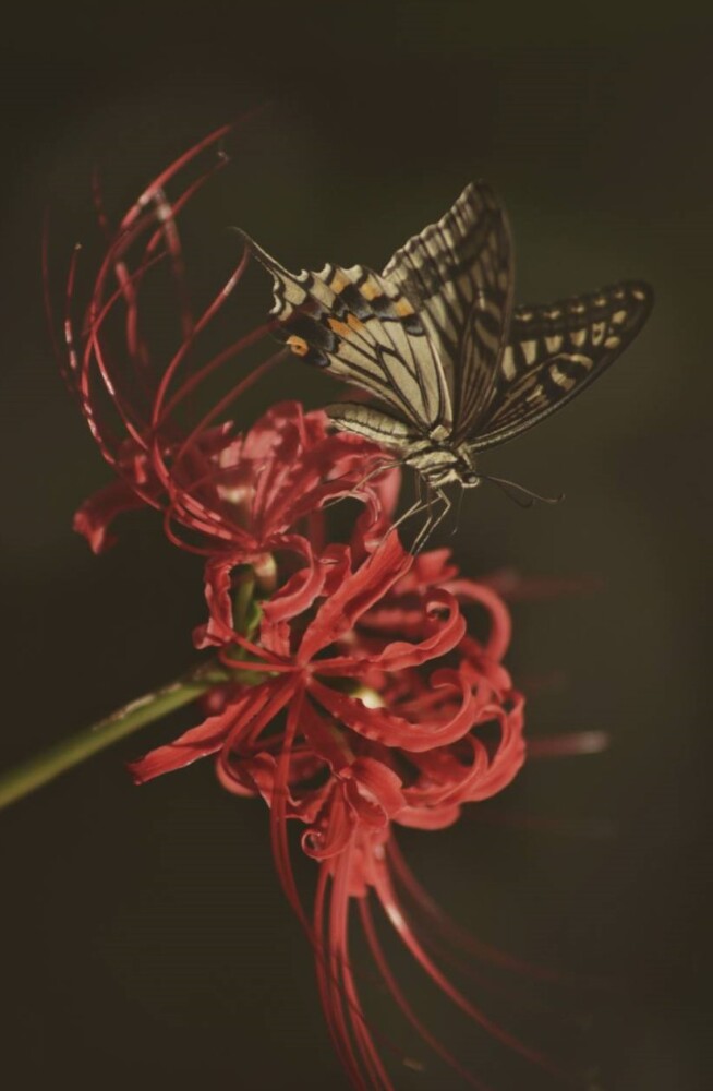 彼岸花の蜜を吸うアゲハチョウ（安井金比羅宮）　2022年9月23日　撮影：MKタクシー