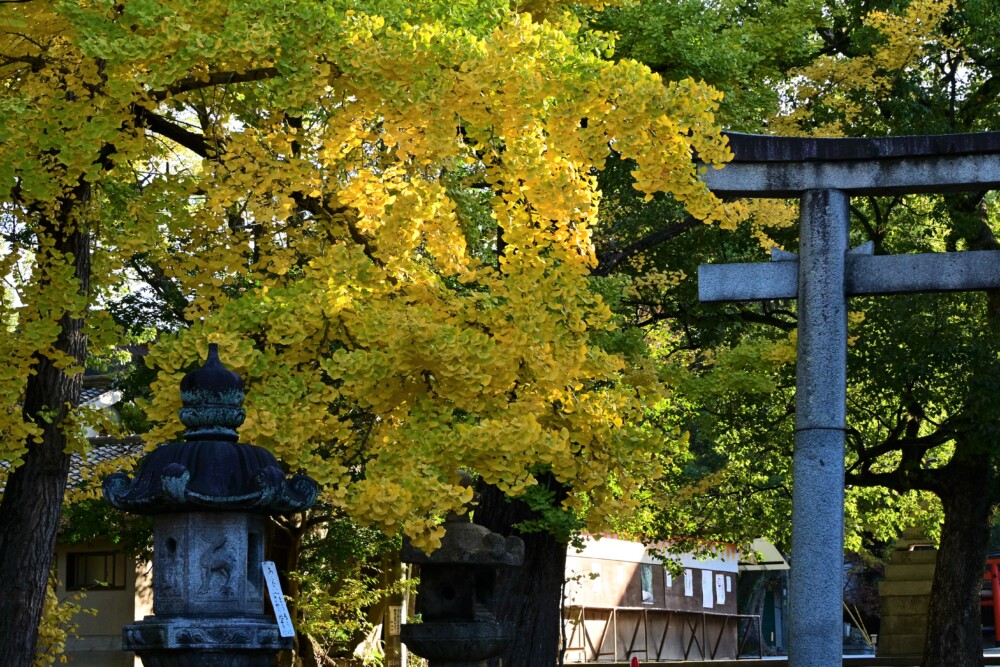 藤森神社のイチョウ　見頃近し　2022年11月15日　撮影：MKタクシー