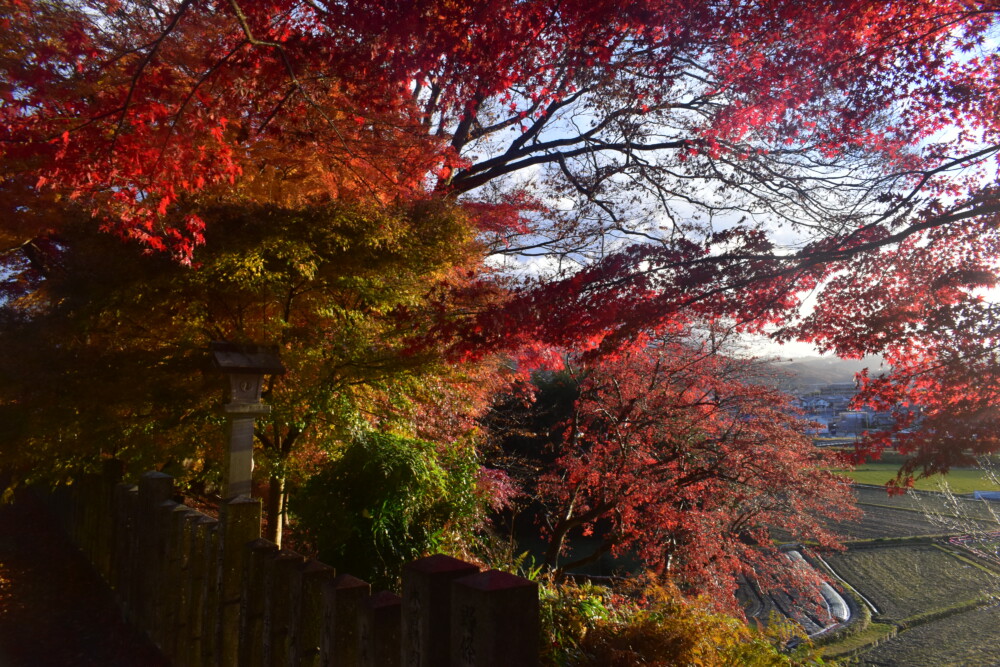 桑田神社の紅葉　2021年11月27日　撮影：MKタクシー