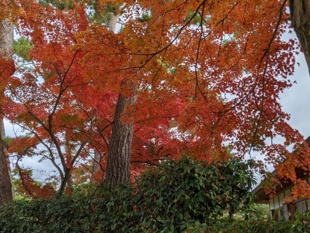 亀山城の紅葉　見頃　2020年11月23日　撮影：MKタクシー