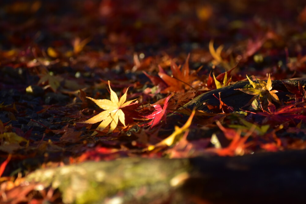 桑田神社の散紅葉　2021年11月27日　撮影：MKタクシー