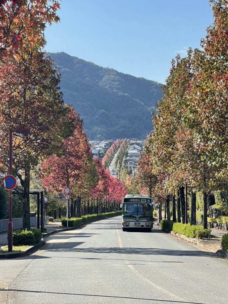 桂坂ニュータウンのモミジバフウの紅葉　見頃　2022年10月28日　撮影：MKタクシー