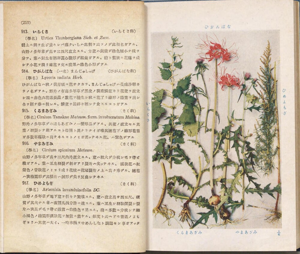 牧野富太郎「原色野外植物図譜」出典：国立国会図書館デジタルコレクション