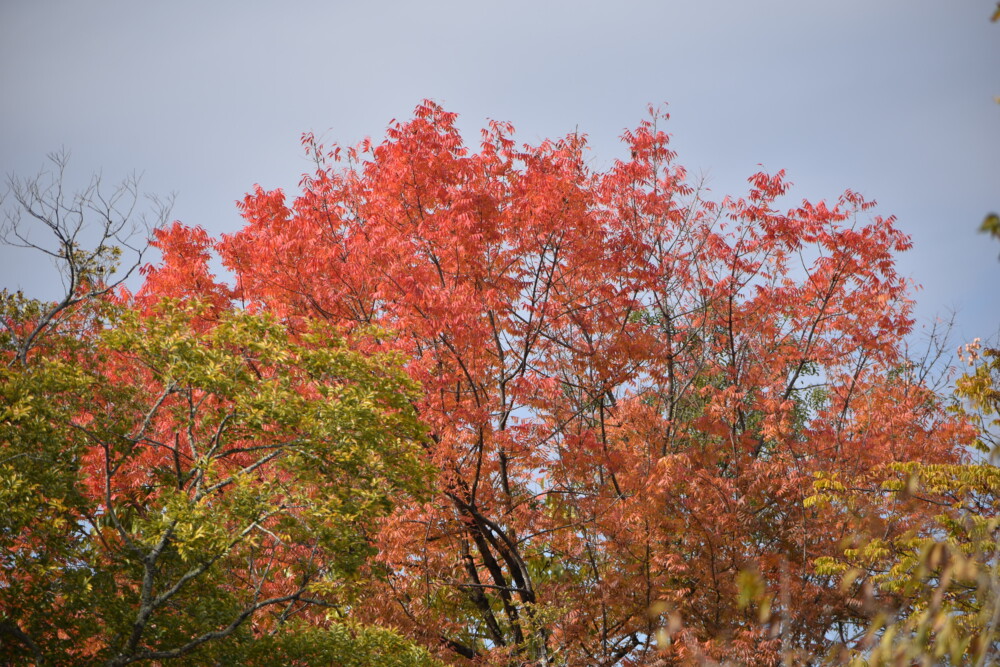 京都府立植物園のランシンボクの紅葉　見頃　2020年11月12日　撮影：MKタクシー