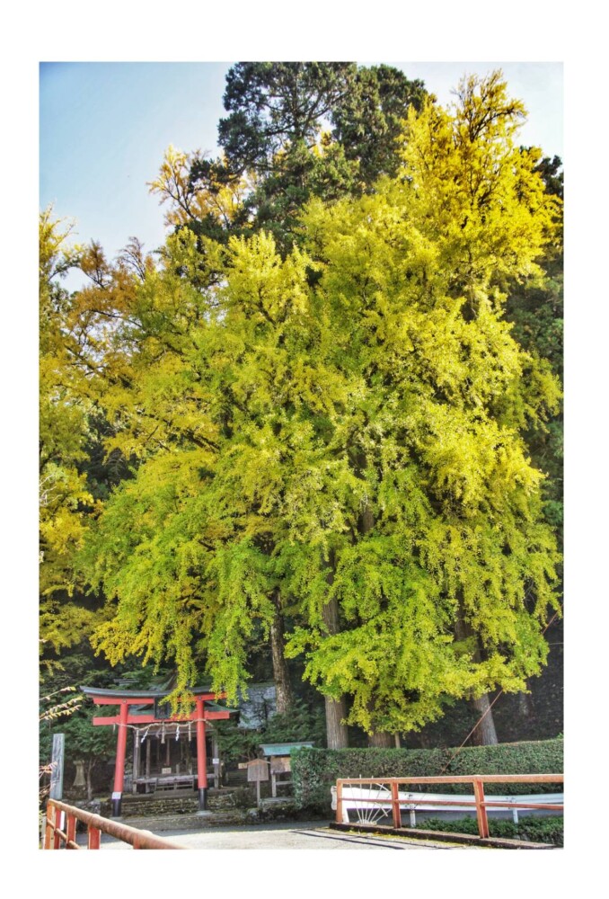 岩戸落葉神社のイチョウ　見頃近し　2022年11月9日　撮影：MKタクシー