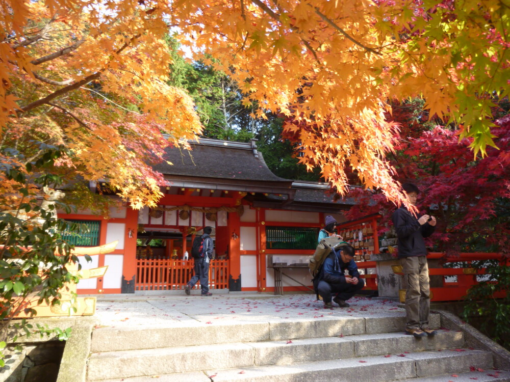 大原野神社・拝殿と紅葉　2010年11月27日　撮影：MKタクシー