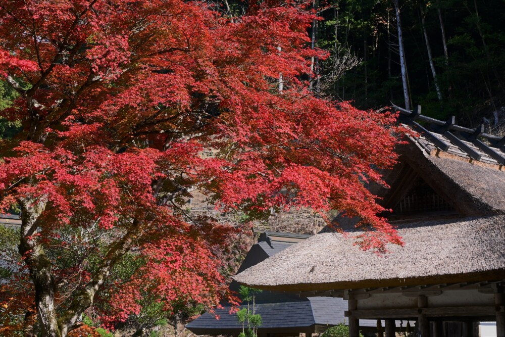 摩気神社のかやぶき屋根の拝殿と紅葉　見頃　2022年11月11日　撮影：MKタクシー