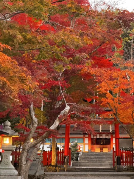 大原野神社の三の鳥居と紅葉　2024年11月26日　撮影：MKタクシー