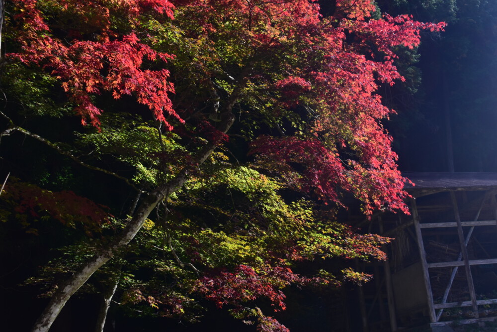 摩気神社の紅葉　2019年11月9日　撮影：MKタクシー