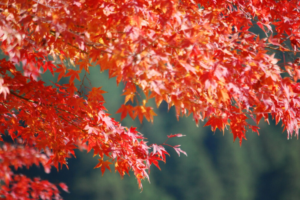 美山かやぶきの里の紅葉　2014年11月22日　撮影：MKタクシー