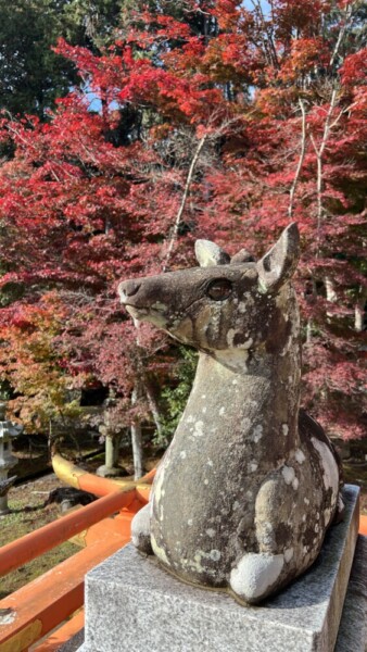 大原野神社の狛鹿　2022年11月24日　撮影：MKタクシー