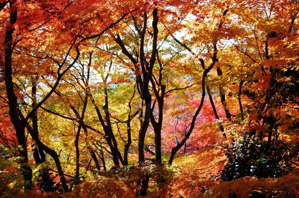 勝持寺の紅葉　2007年11月25日　撮影：MKタクシー