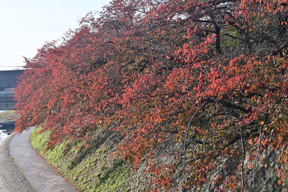 塩小路橋のソメイヨシノの紅葉　見頃　2022年11月8日　撮影：MKタクシー