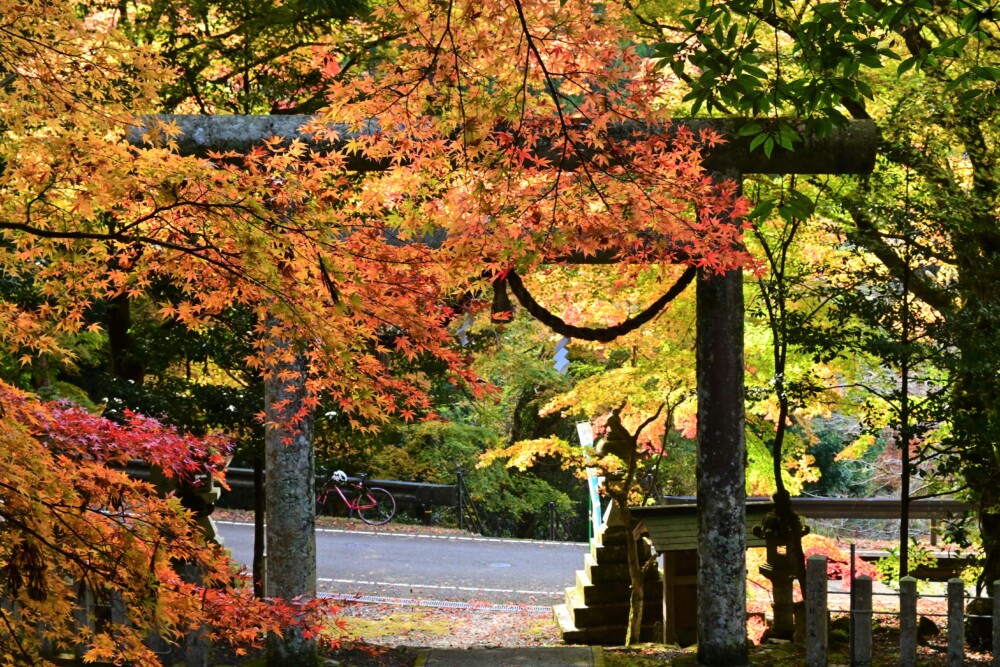 大原神社の紅葉　見頃　2022年11月19日　撮影：MKタクシー