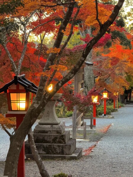 大原野神社の表参道と紅葉　2024年11月26日　撮影：MKタクシー