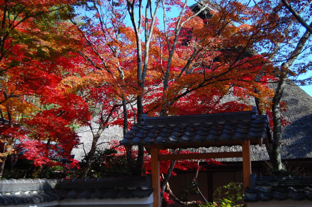 勝持寺の紅葉　2007年11月25日　撮影：MKタクシー