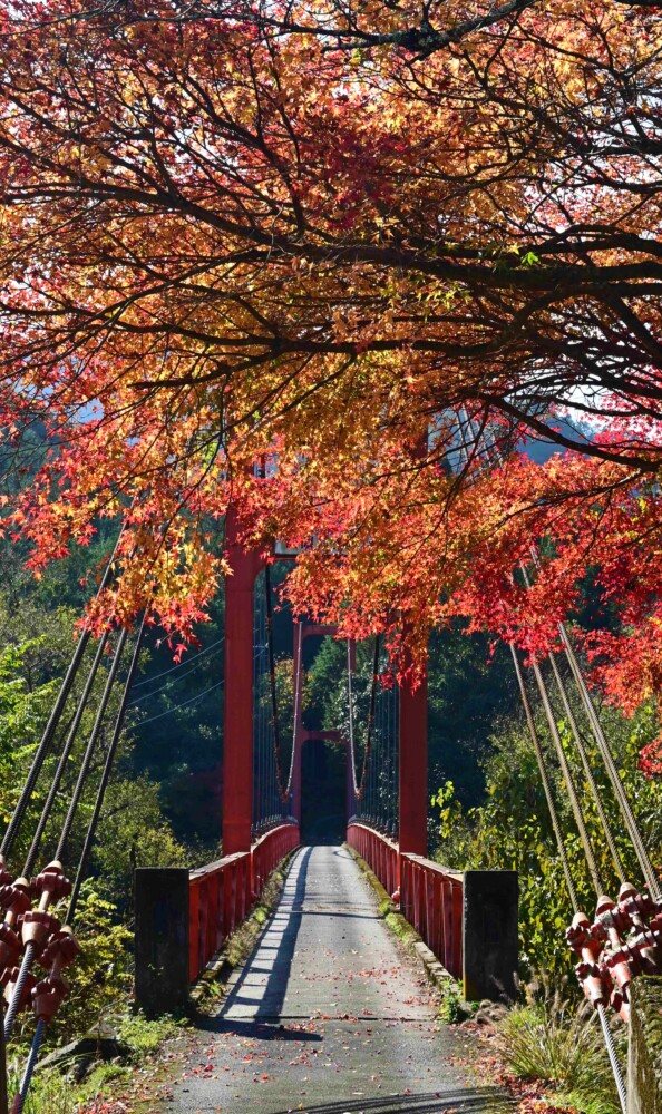虹の湖・小野橋の紅葉　見頃　2022年11月19日　撮影：MKタクシー