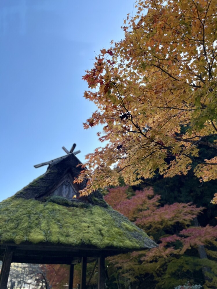 多治神社の紅葉　2020年11月18日　撮影：MKタクシー
