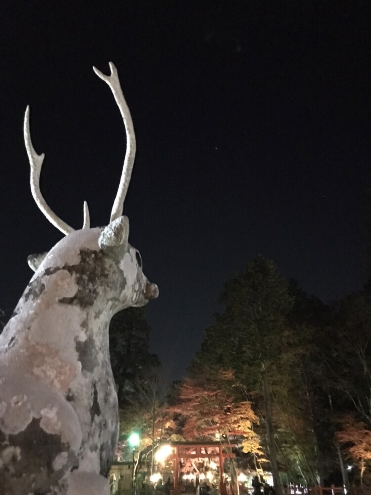 大原野神社・狛鹿と紅葉ライトアップ　2020年11月23日　撮影：MKタクシー