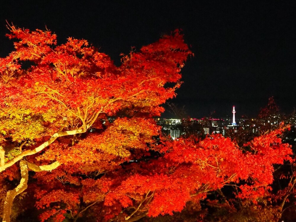 紅葉と京都市街夜景　2018年11月24日　撮影：MKタクシー