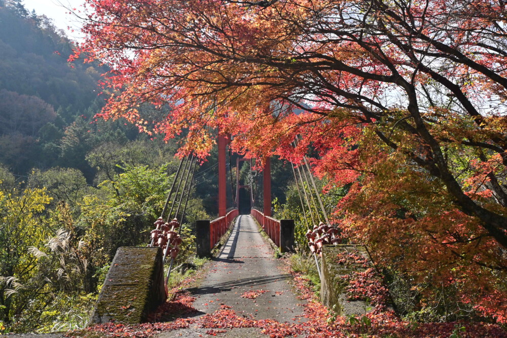 虹の湖・小野橋の紅葉　見頃　2022年11月19日　撮影：MKタクシー