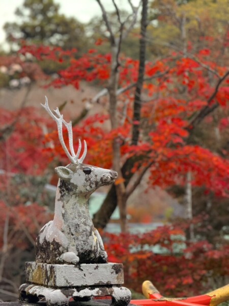 大原野神社の狛鹿と紅葉　2024年11月26日　撮影：MKタクシー