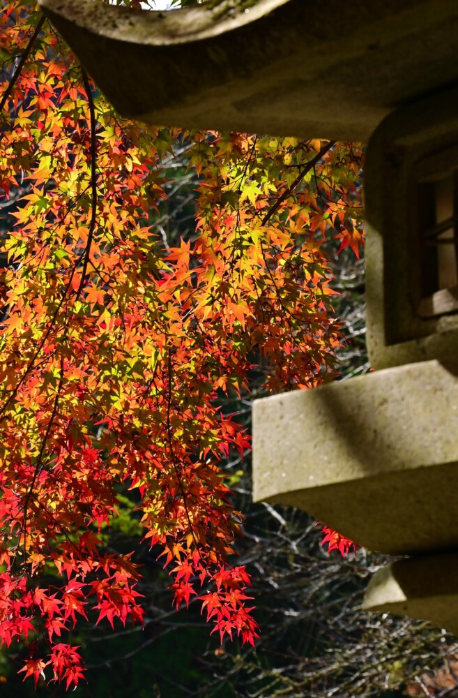 大原神社の紅葉　見頃　2022年11月19日　撮影：MKタクシー