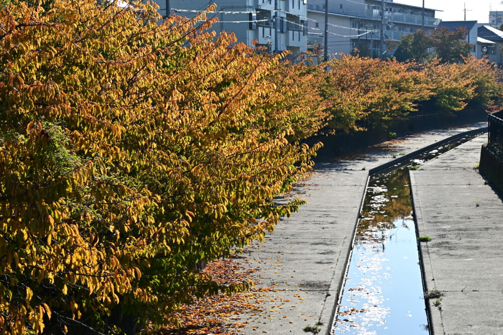 淀水路の河津桜の紅葉　見頃　2022年11月6日　撮影：MKタクシー