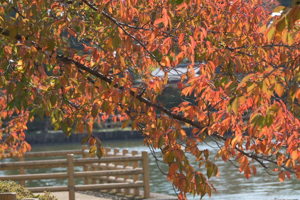 長岡天満宮・八条ヶ池のソメイヨシノの桜紅葉　見頃　2022年11月6日
