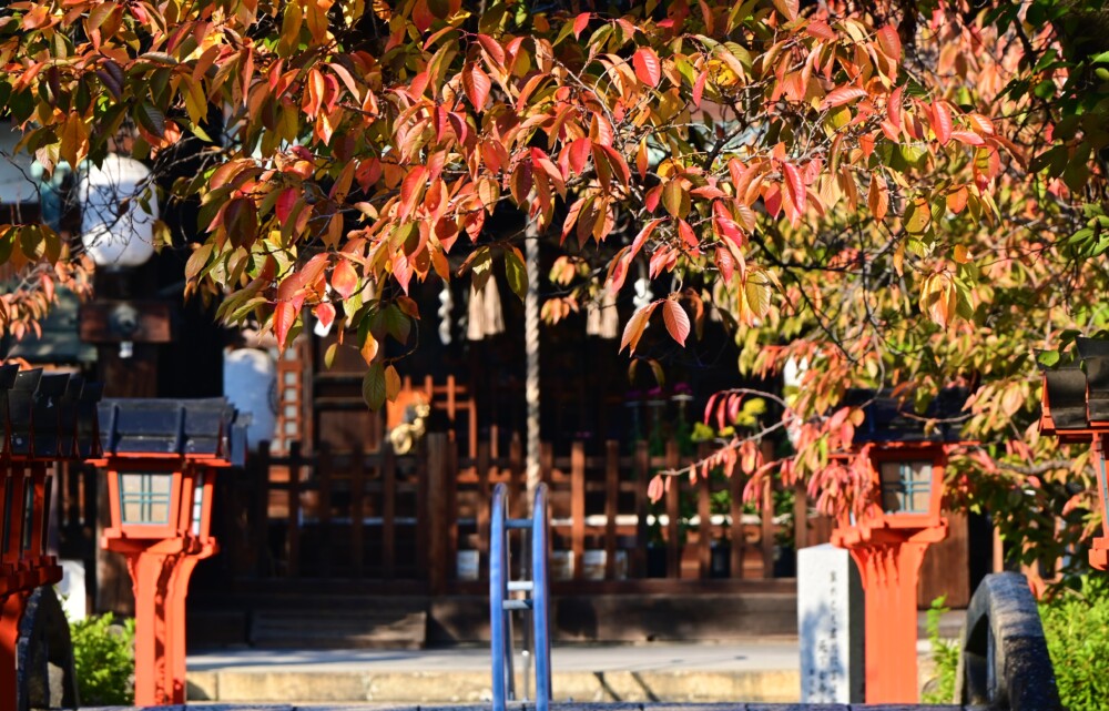 六孫王神社のソメイヨシノの紅葉　見頃　2022年11月9日　撮影：MKタクシー