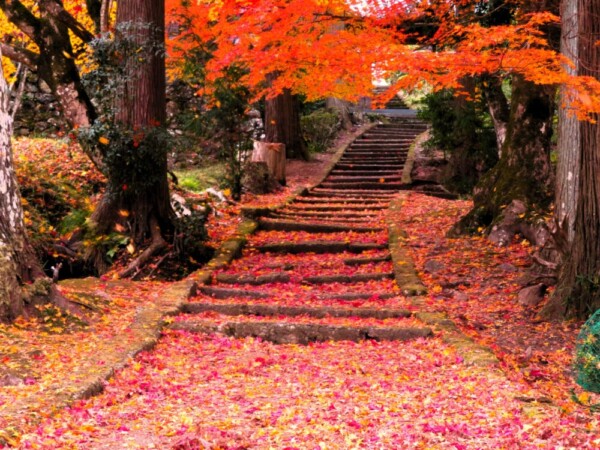 龍穏寺の散紅葉　2023年11月28日　撮影：MKタクシー