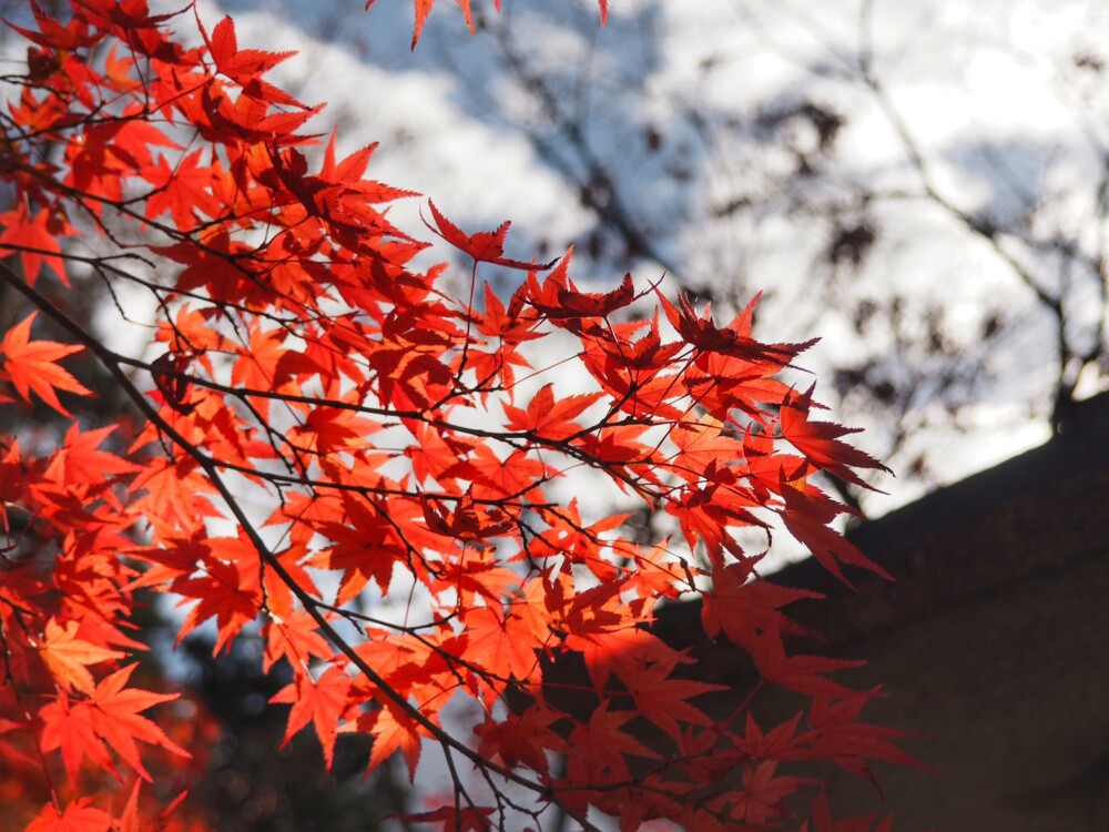 大原野神社の紅葉　2021年12月1日　撮影：MKタクシー
