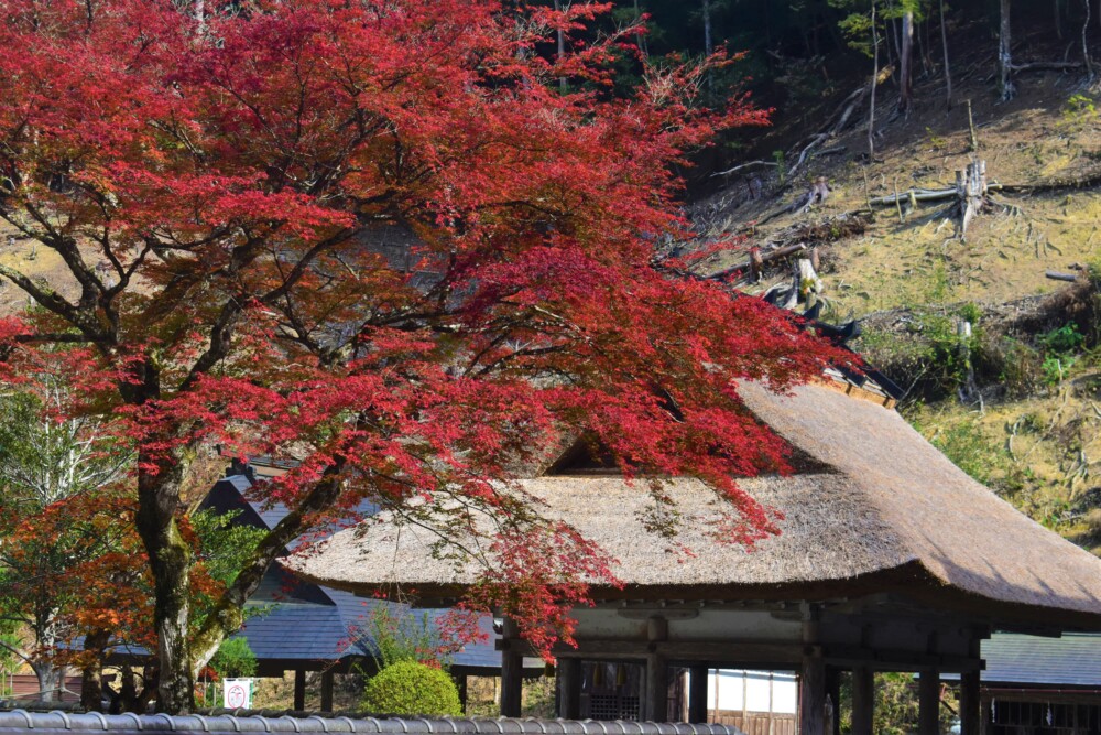 摩気神社の紅葉　2021年11月14日　撮影：MKタクシー