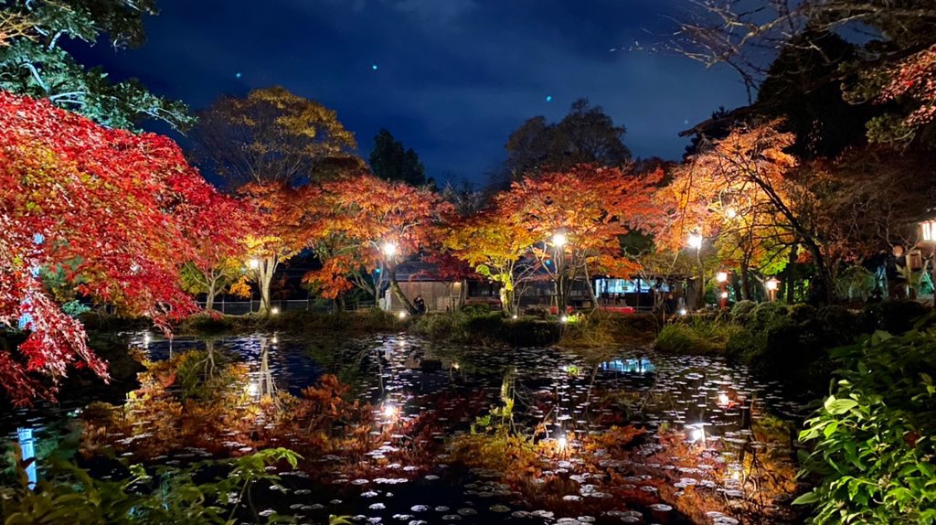 大原野神社の紅葉ライトアップ試験点灯　2022年11月24日　撮影：MKタクシー