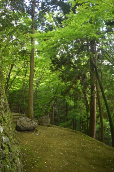 新緑の法常寺　2022年5月7日　撮影：MKタクシー