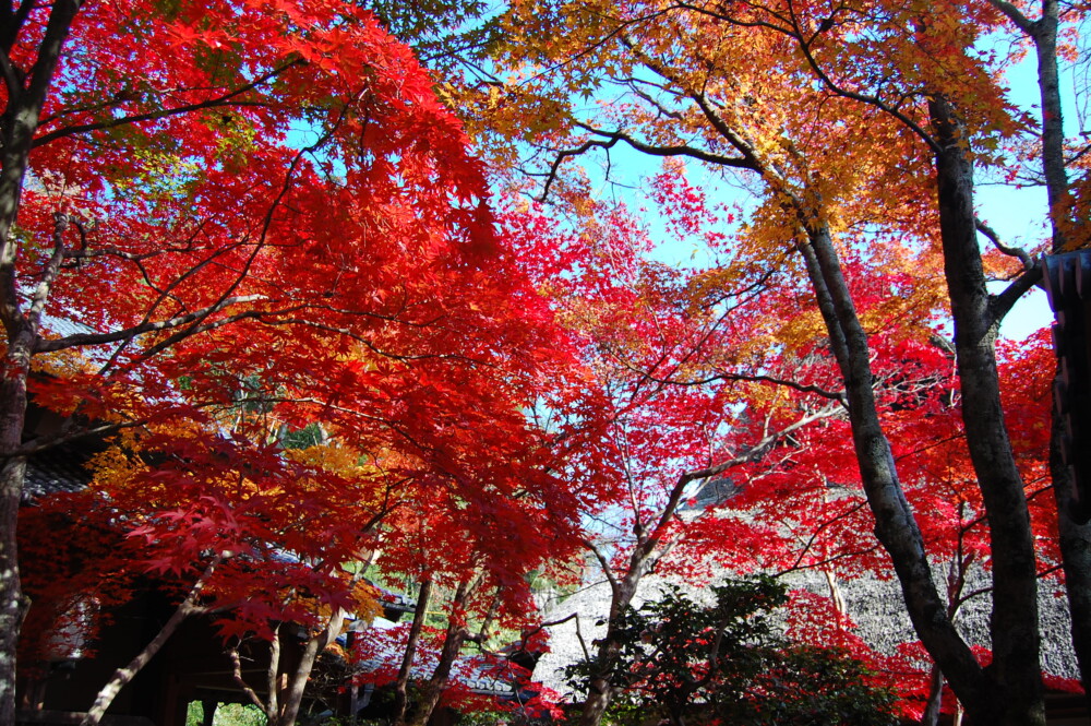 勝持寺の紅葉　2007年11月25日　撮影：MKタクシー