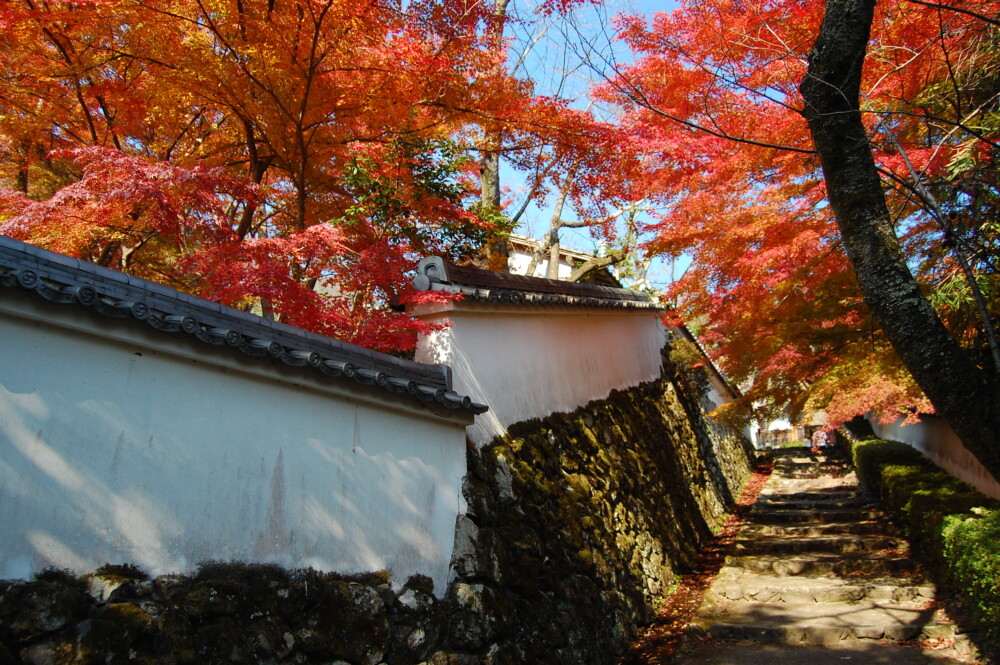 勝持寺の紅葉　2007年11月25日　撮影：MKタクシー