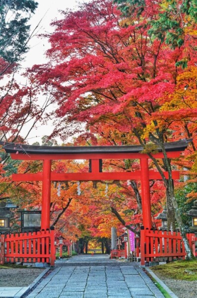 大原野神社の三の鳥居と紅葉　2024年12月2日　撮影：MKタクシー
