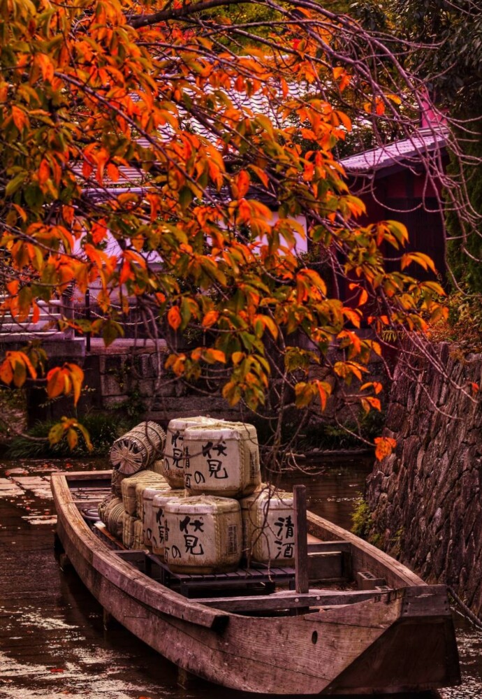 高瀬川・一之舟入の桜紅葉　2022年10月31日　撮影：MKタクシー